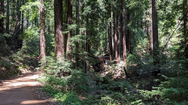 Shaded dirt trail winds through a dense redwood forest, passing towering trunks and a small wooden footbridge at Bear Creek Redwoods Open Space Preserve, California