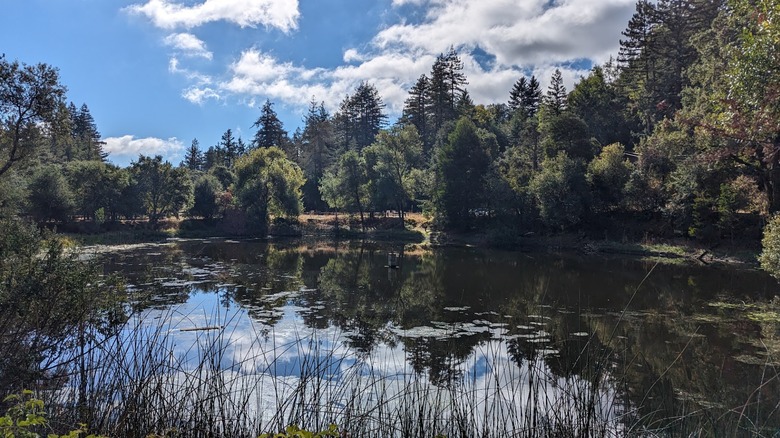 Pond reflects tall evergreen trees and drifting clouds at Bear Creek Redwoods Open Space Preserve in California