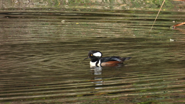 Duck with bold black-and-white plumage and chestnut sides swims across a calm pond at Bear Creek Redwoods Open Space Preserve, California