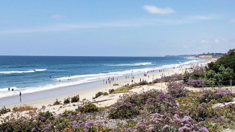 Shoreline in Del Mar, California