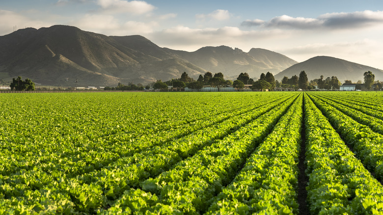 Vineyard in Santa Ynez Valley