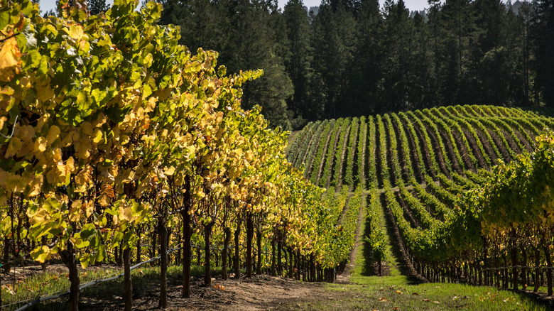 A vineyard in the sun