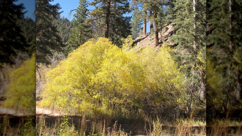 Aspen grove in the San Gorgonio Wilderness in Southern California