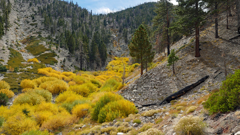Golden fall foliage in the San Gorgonio Wilderness in California