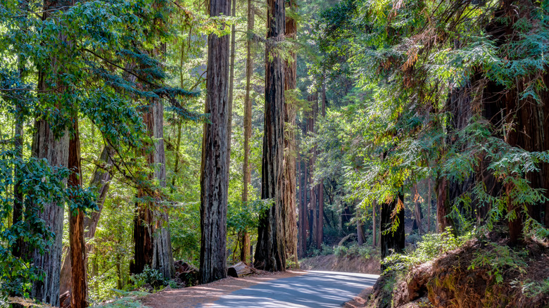 Trees along a path in Big Basin Redwoods State Park in California
