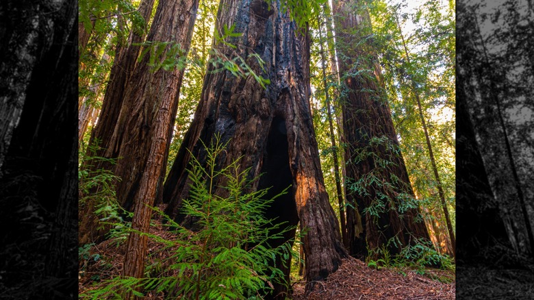 Giant trees on the Redwood Loop Trail in Big Basin Redwoods in California