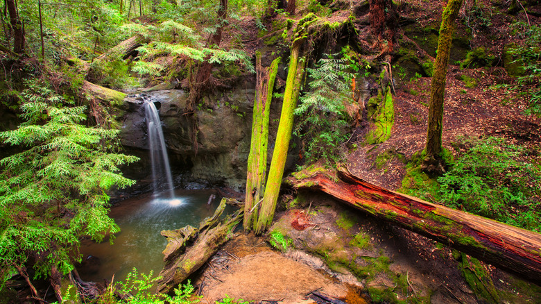 Sempervirens Falls and moss-covered trees in Big Basin State Park, California