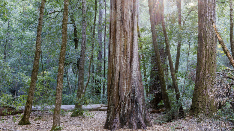 Redwood trees in Big Basin State Park, California