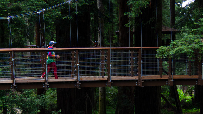 A person walking across a suspension bridge surrounded by redwoods at the Redwood Sky Walk in California
