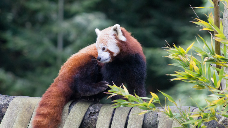 A fluffy red panda with trees in the background