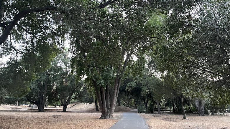 A walking path surrounded by trees