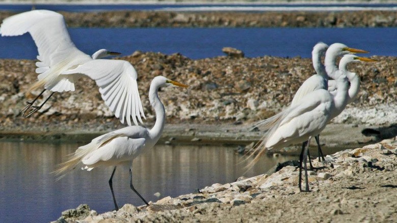 Long-legged great egrets wading by Owens Lake in California