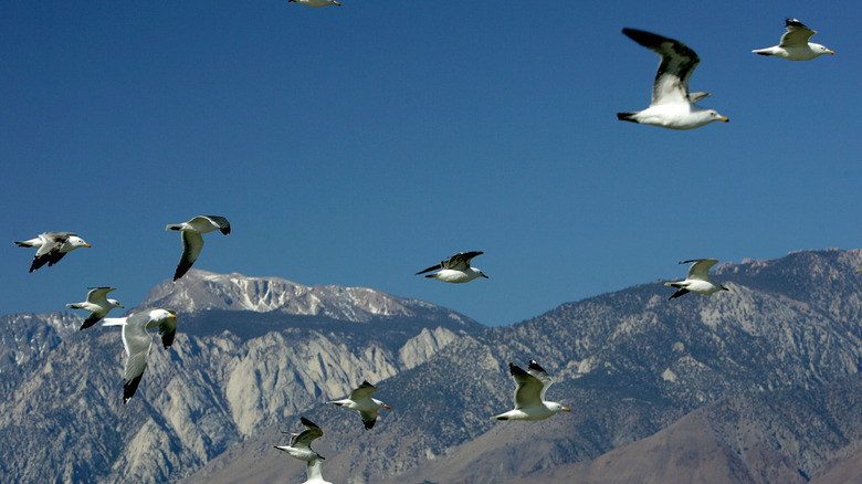 Birds flying over Owens Lake