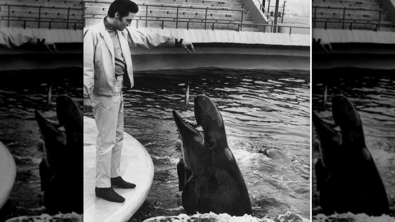 Elvis Presley feeding a whale at Marineland of the Pacific in 1969