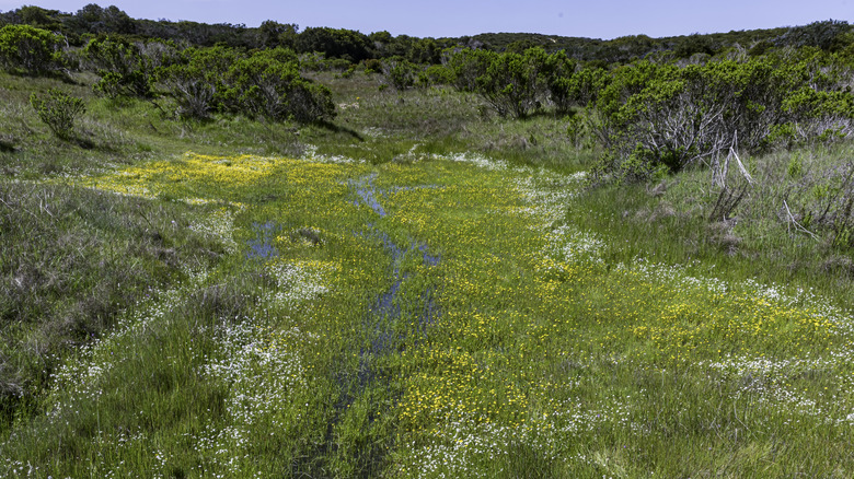 A field of Contra Costa goldfields, rare and endangered wildflowers, in Fort Ord National Monument, California
