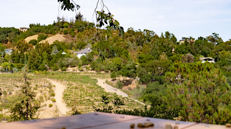 A view of the vineyards and golden hillsides from a hiking trail at Saratoga Quarry Park.