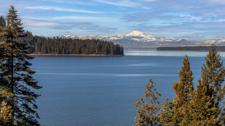 Pine trees surrounding the calm water and a snow-capped mountain in the distance at Lake Almanor, in Northern California.