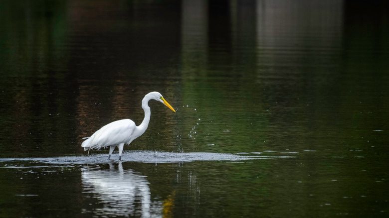 An egret in the water near Los Angeles' Ballona wetlands