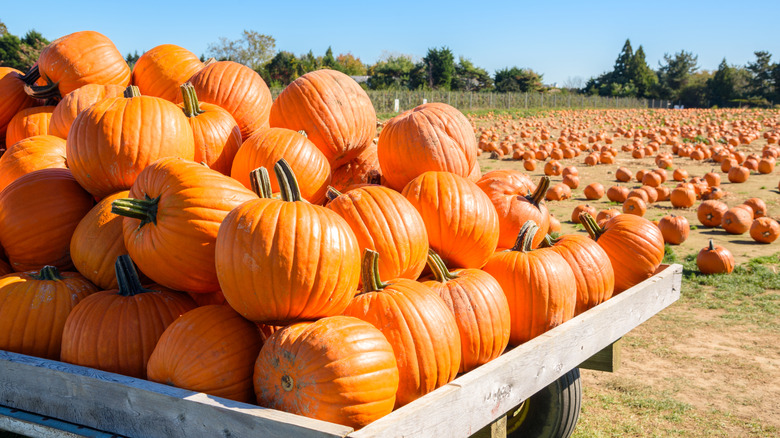 Pumpkin patch stretching towards trees
