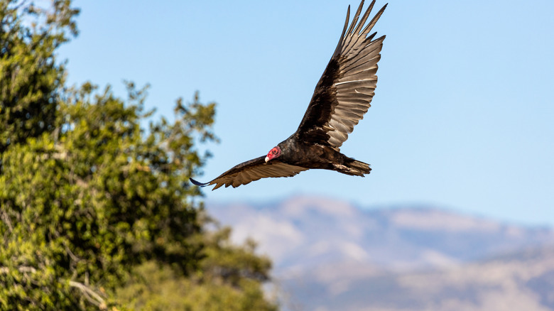 A large bird flies by a tree around Cachuma Lake