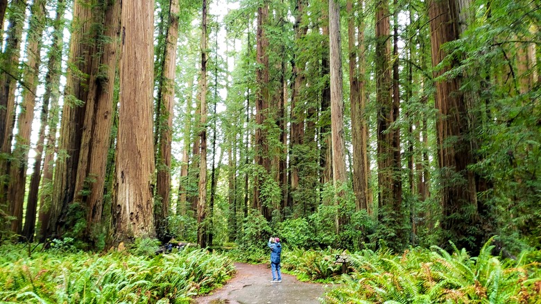 a walker stands among towering redwood trees