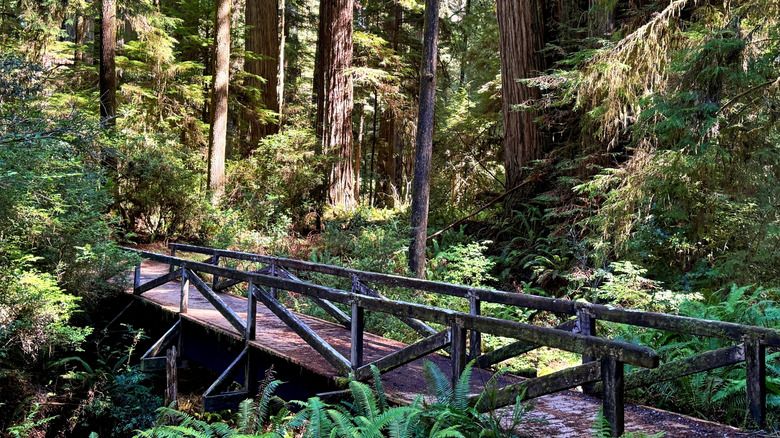 a wooden bridge along a forest trail