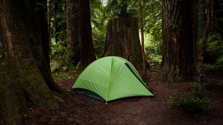 Green tent among giant forest trees