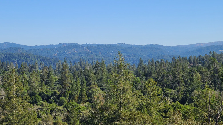View of Henry Cowell Redwood State Park in California with trees and mountains in the background.