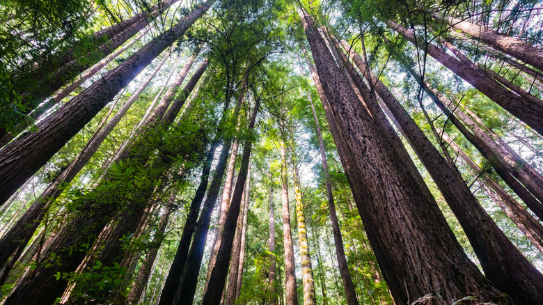 Upward view of trees in Henry Cowell State Park during the day.
