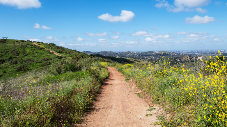 Hiking trail in ﻿﻿Santiago Oaks Regional Park