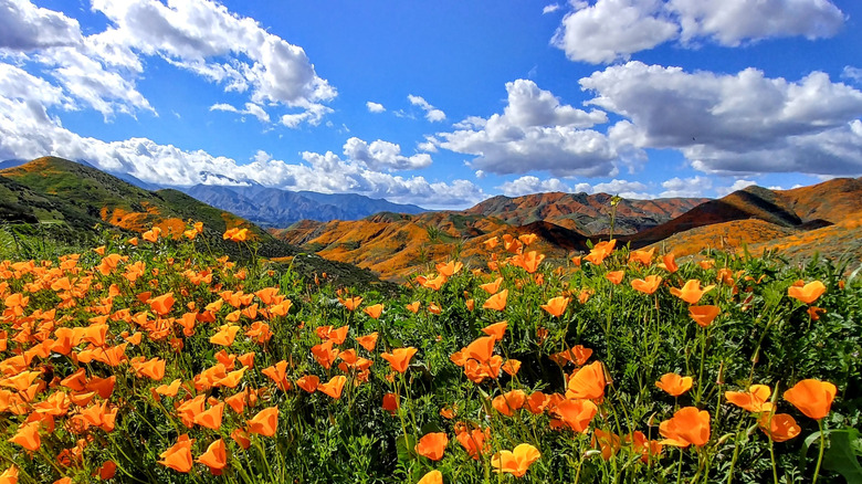 Orange flowers in field with mountains in Orange County, California
