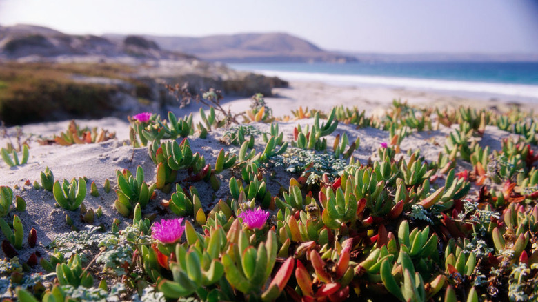 blooming flowers on Santa Rosa Channel Islands