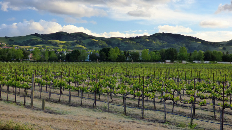 Vineyard in Livermore Valley, CA