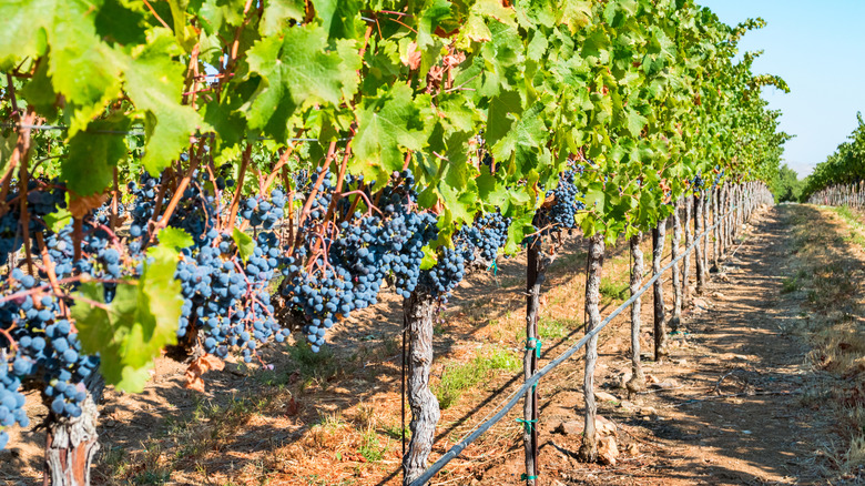 Wine grapes in Livermore, California