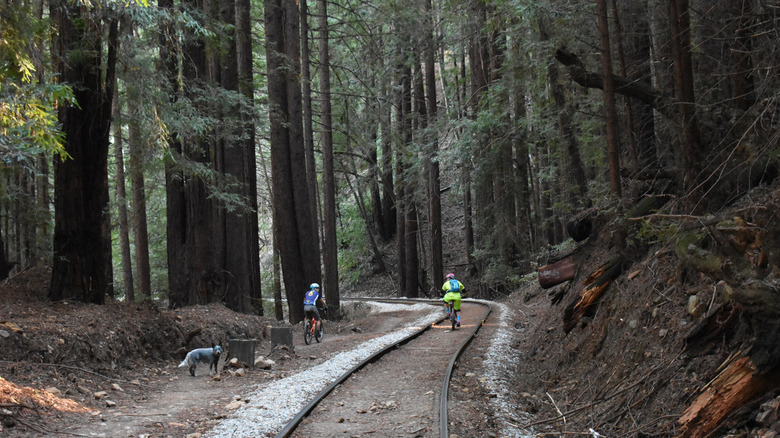 Cyclists pass redwood trees on the path to Garden of Eden, Santa Cruz