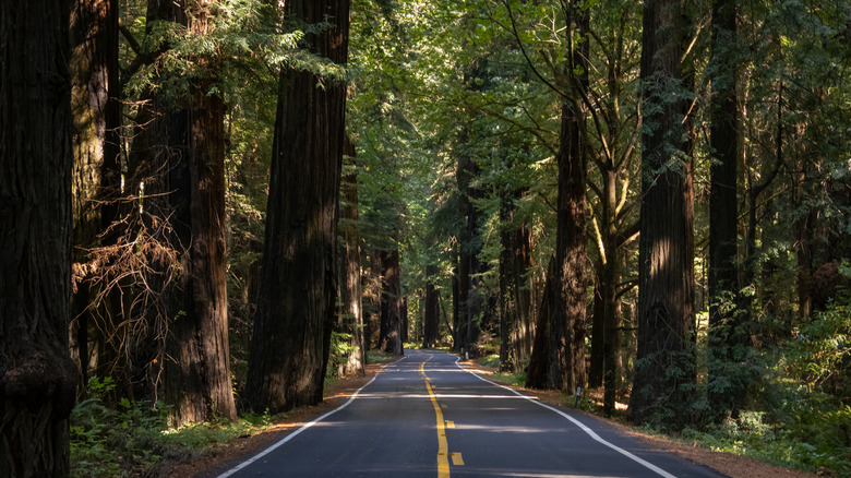A modern two-lane highway cuts through the ancient redwoods of Humboldt Redwoods State Park