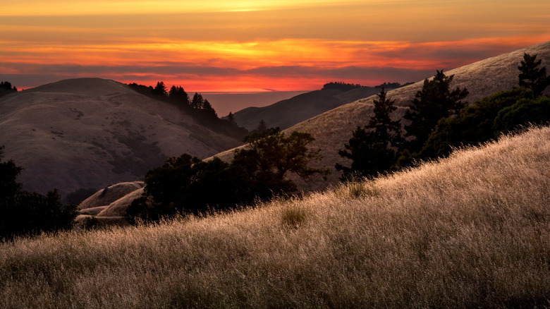 Grassy hillsides dotted with trees at sunset