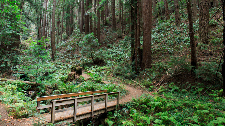 The forests of the Purisima Creek Redwoods Open Space Preserve