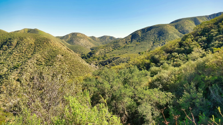 Endless green covers Cleveland National Forest
