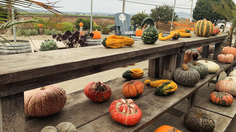 Shelves of gourds outside Pezzini Farms