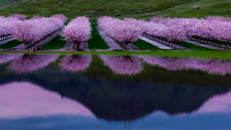 Flowering almond trees beneath a mountain