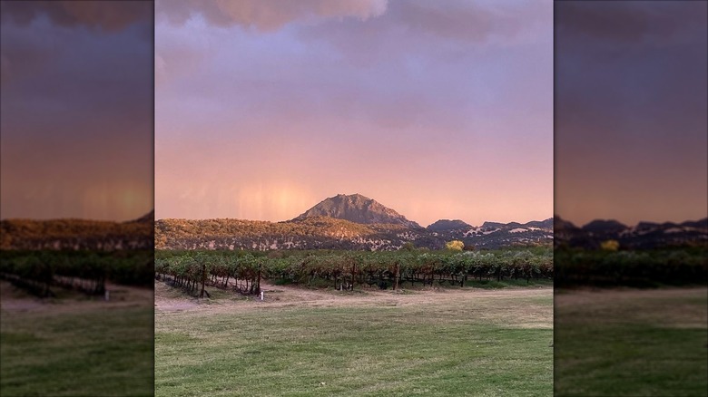 Distant mountains and a vineyard