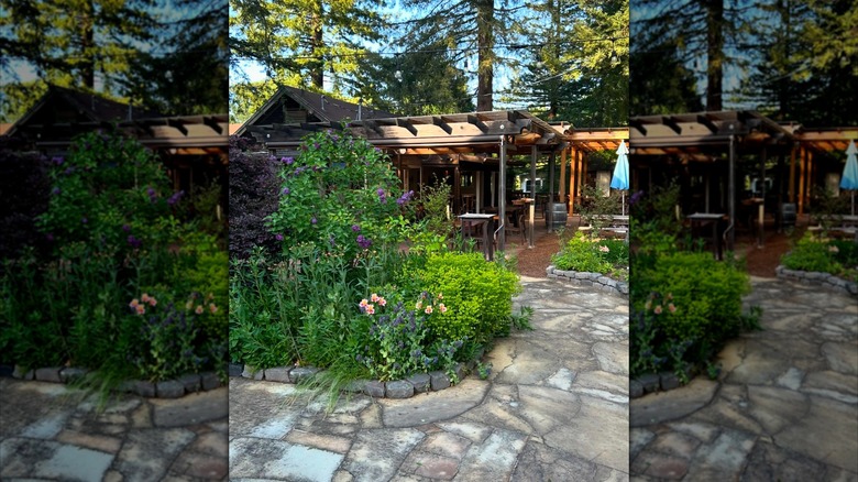 Russian River Vineyards in Forestville