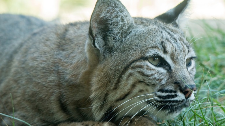 Up-close shot of a wild bobcat's face as it lies in the grass at a wildlife sanctuary