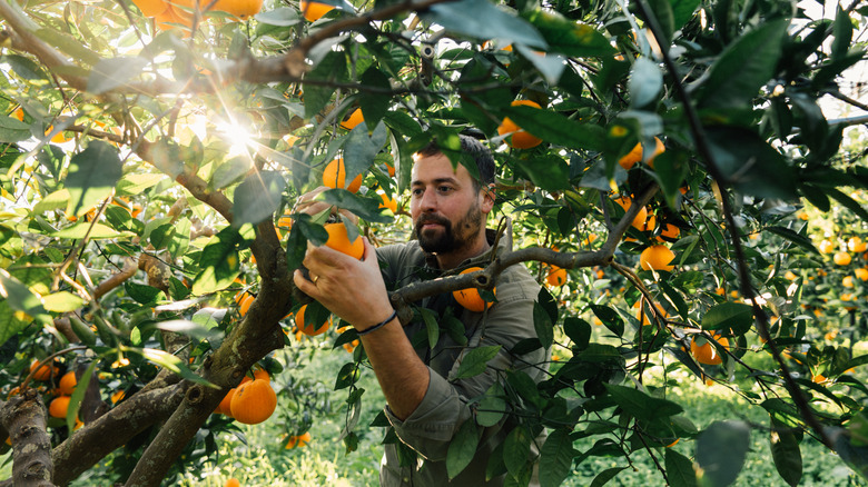 Man picking oranges from a tree