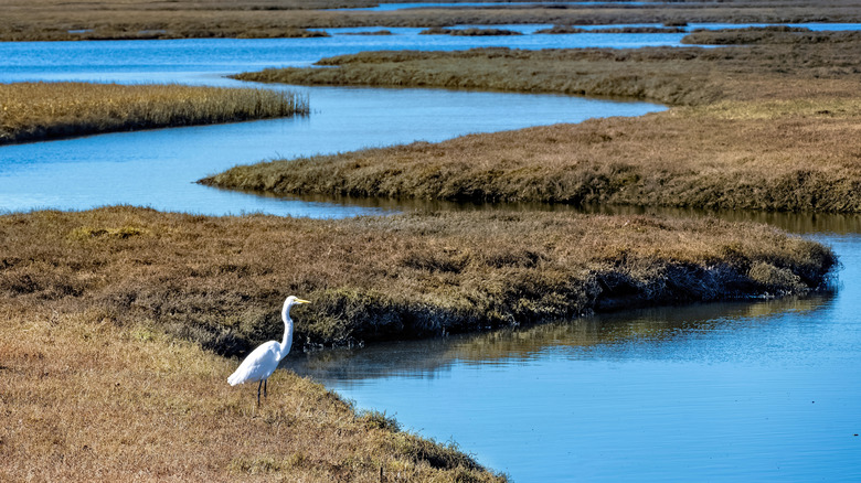 A great egret by the water at Abbotts Lagoon in California