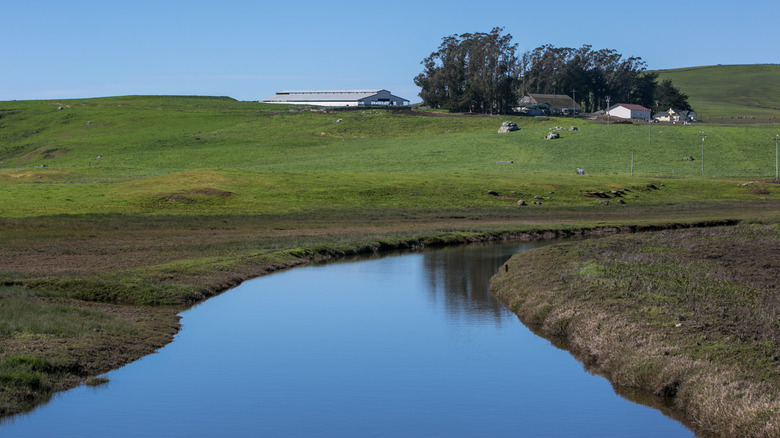 A view of a stream near a ranch in Valley Ford