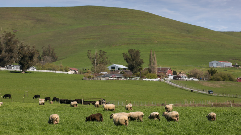 Sheep grazing outside a farm in Valley Ford, California