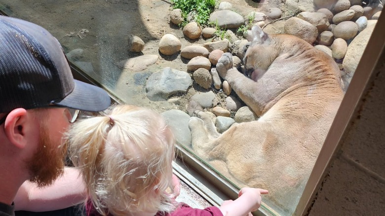 Girl and a man looking at a cougar through a glass