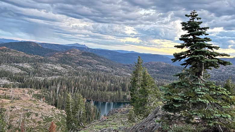 Mountaintop view of a lush forest valley near Grouse Ridge Campground, California